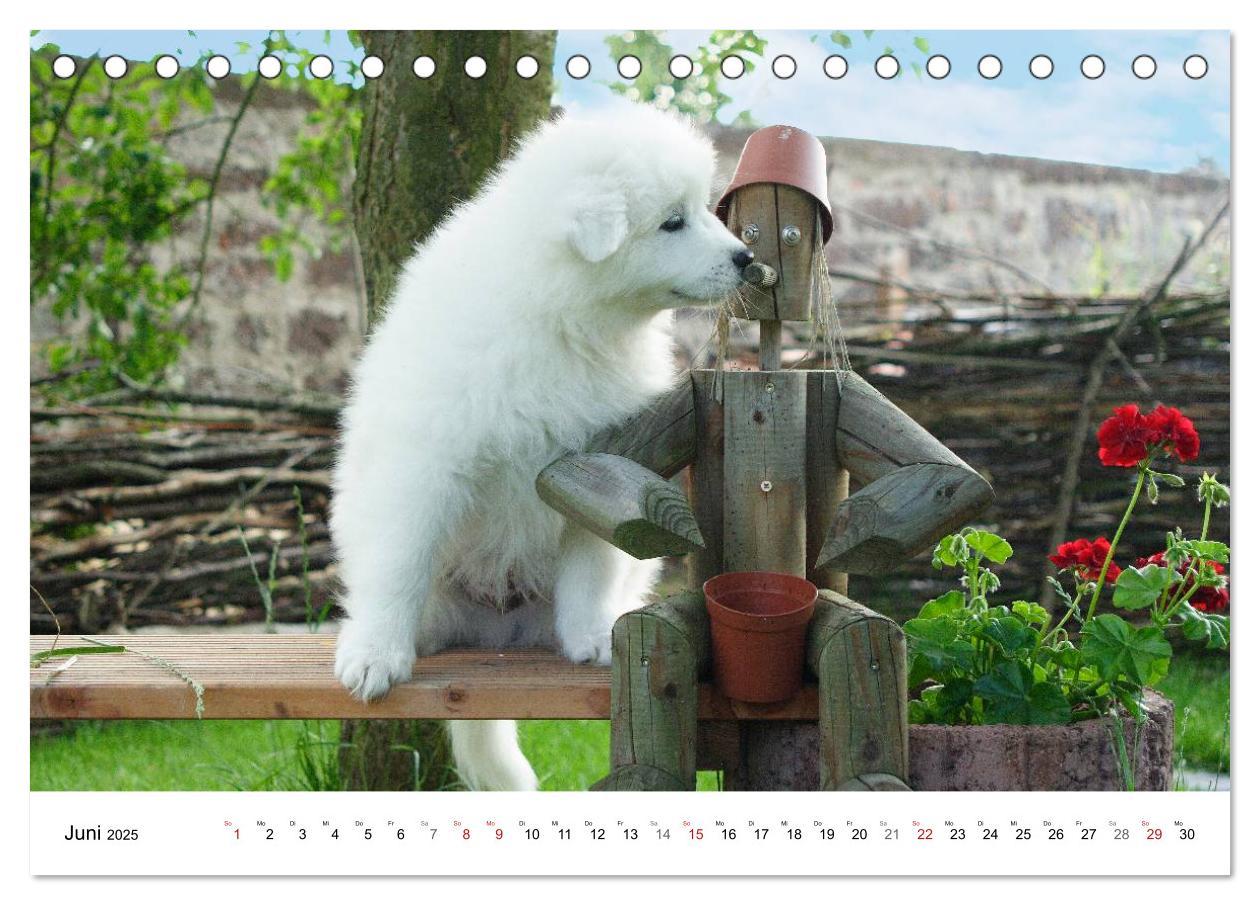 Bild: 9783435718276 | Samojeden Welpen (Tischkalender 2025 DIN A5 quer), CALVENDO...