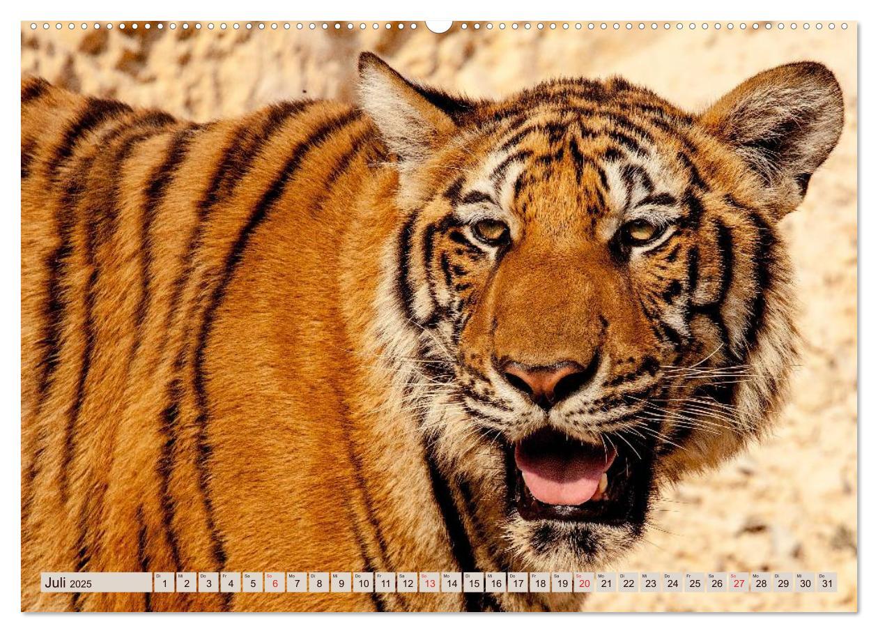 Bild: 9783435738168 | Tiger. Gestreift, wild u. schön (Wandkalender 2025 DIN A2 quer),...