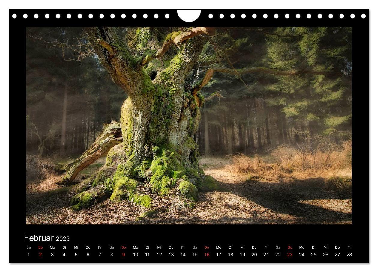 Bild: 9783435626861 | Märchenhafter Reinhardswald und Urwald Sababurg (Wandkalender 2025...