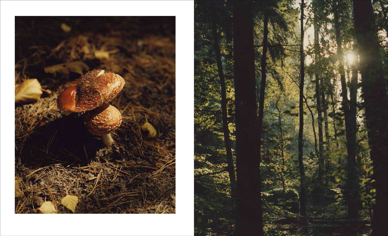 Bild: 9781911595267 | Forest | Walking among trees | Matt Collins | Buch | Gebunden | 2019