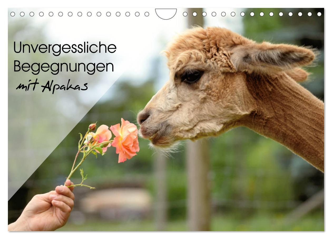 Cover: 9783675457560 | Unvergessliche Begegnungen mit Alpakas (Wandkalender 2024 DIN A4...