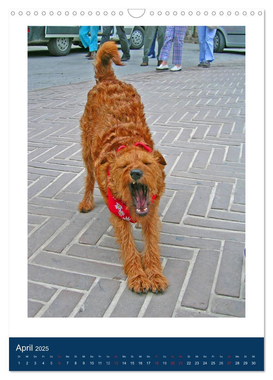 Bild: 9783435950768 | Kelly - Ein Irish Terrier macht Urlaub (Wandkalender 2025 DIN A3...