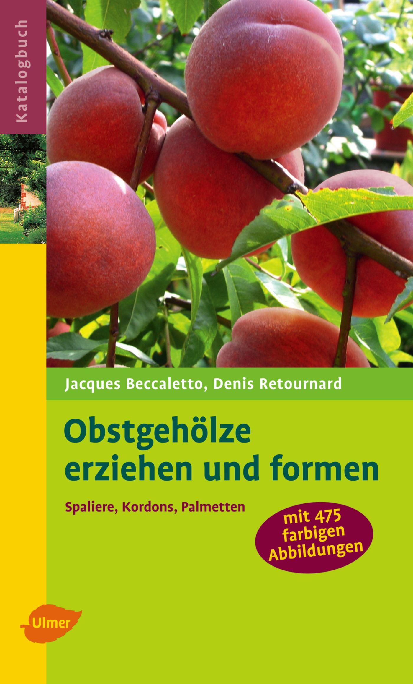 Cover: 9783800153404 | Obstgehölze erziehen und formen | Spaliere, Kordons, Palmetten | Buch