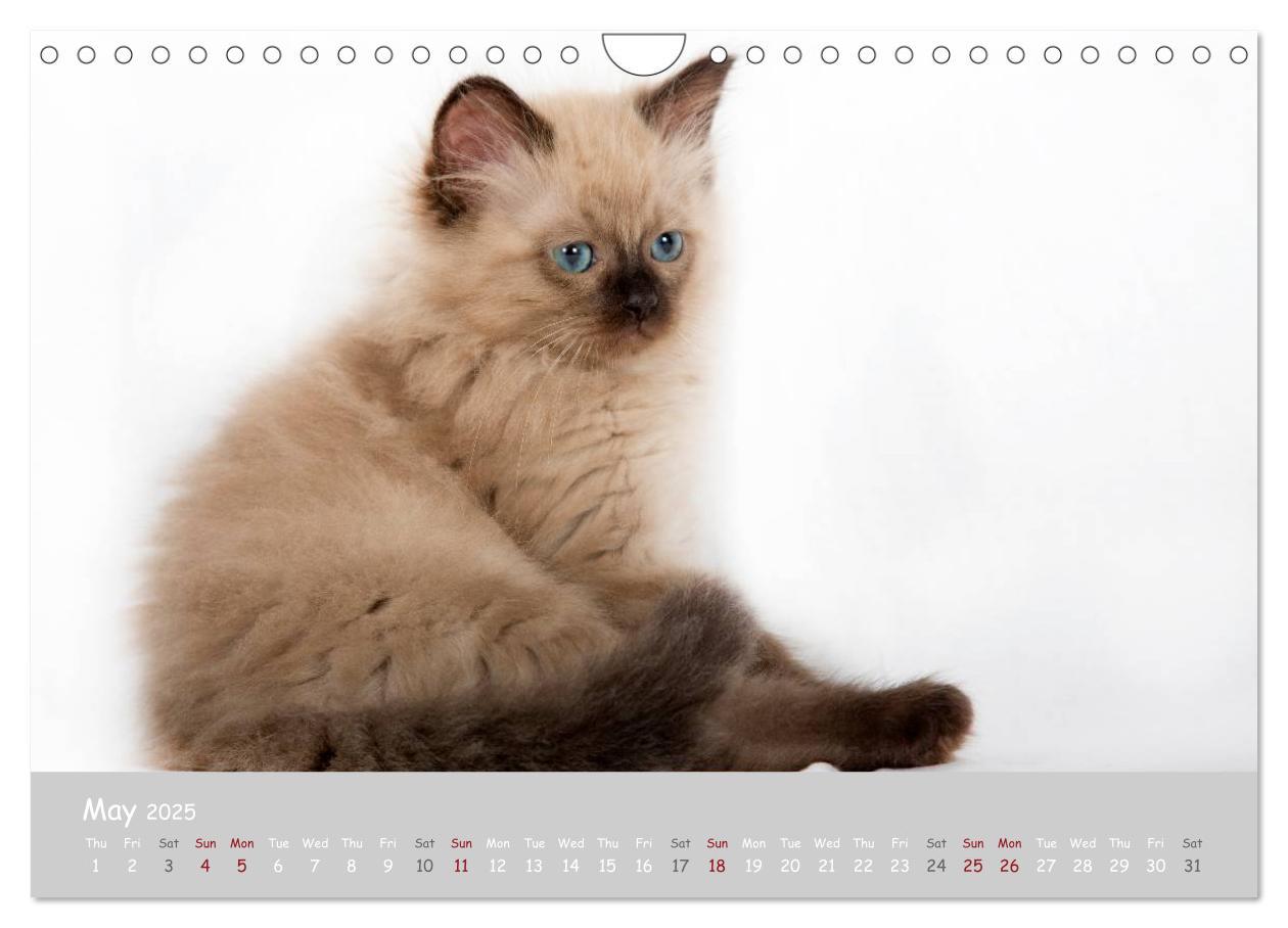 Bild: 9781325962532 | Amazing Ragdoll Kittens (Wall Calendar 2025 DIN A4 landscape),...