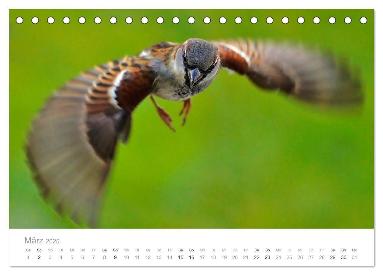 Bild: 9783435749720 | Vögel in unseren Gärten 2025 (Tischkalender 2025 DIN A5 quer),...