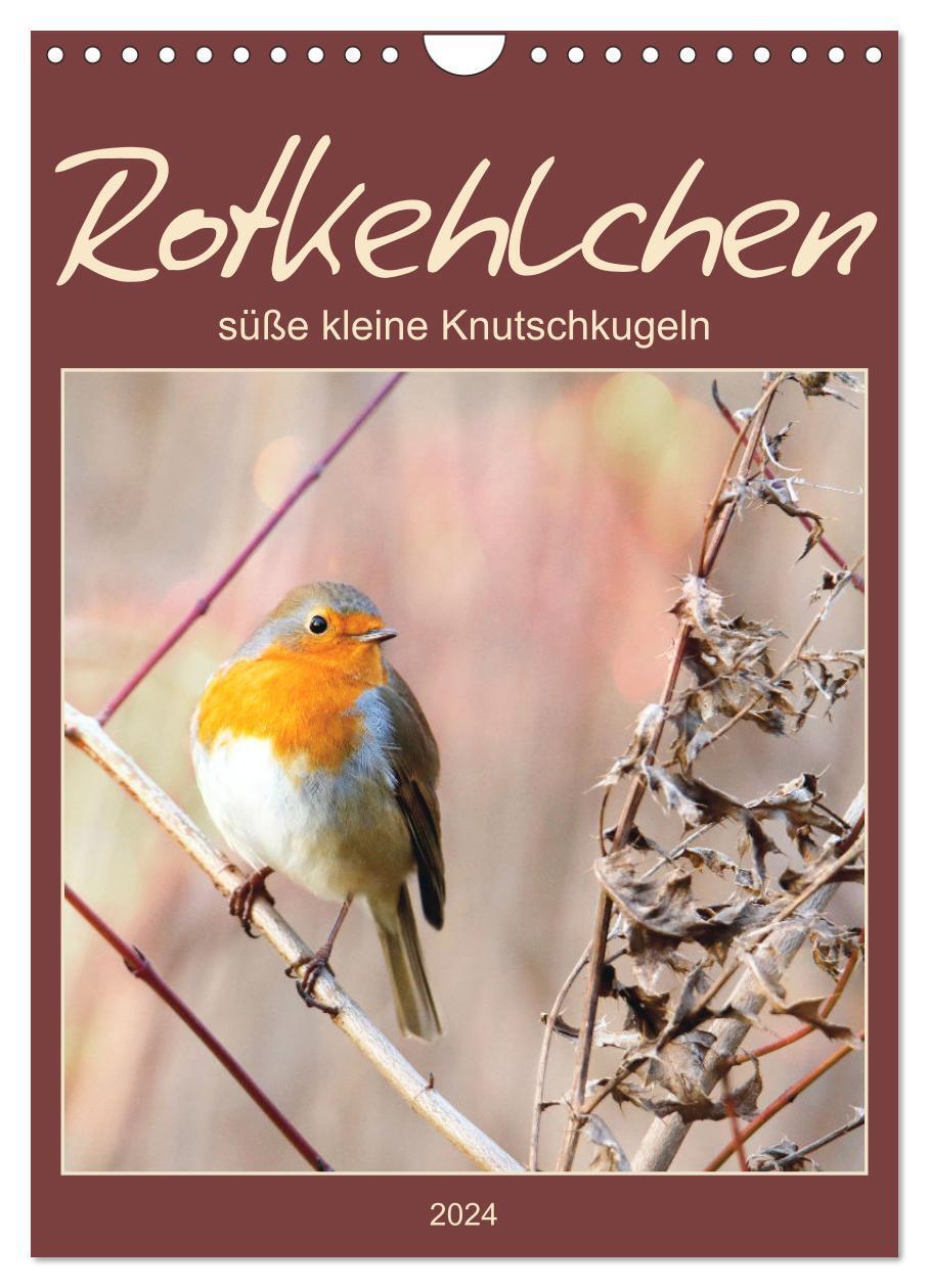 Cover: 9783675552265 | Rotkehlchen, süße kleine Knutschkugeln (Wandkalender 2024 DIN A4...