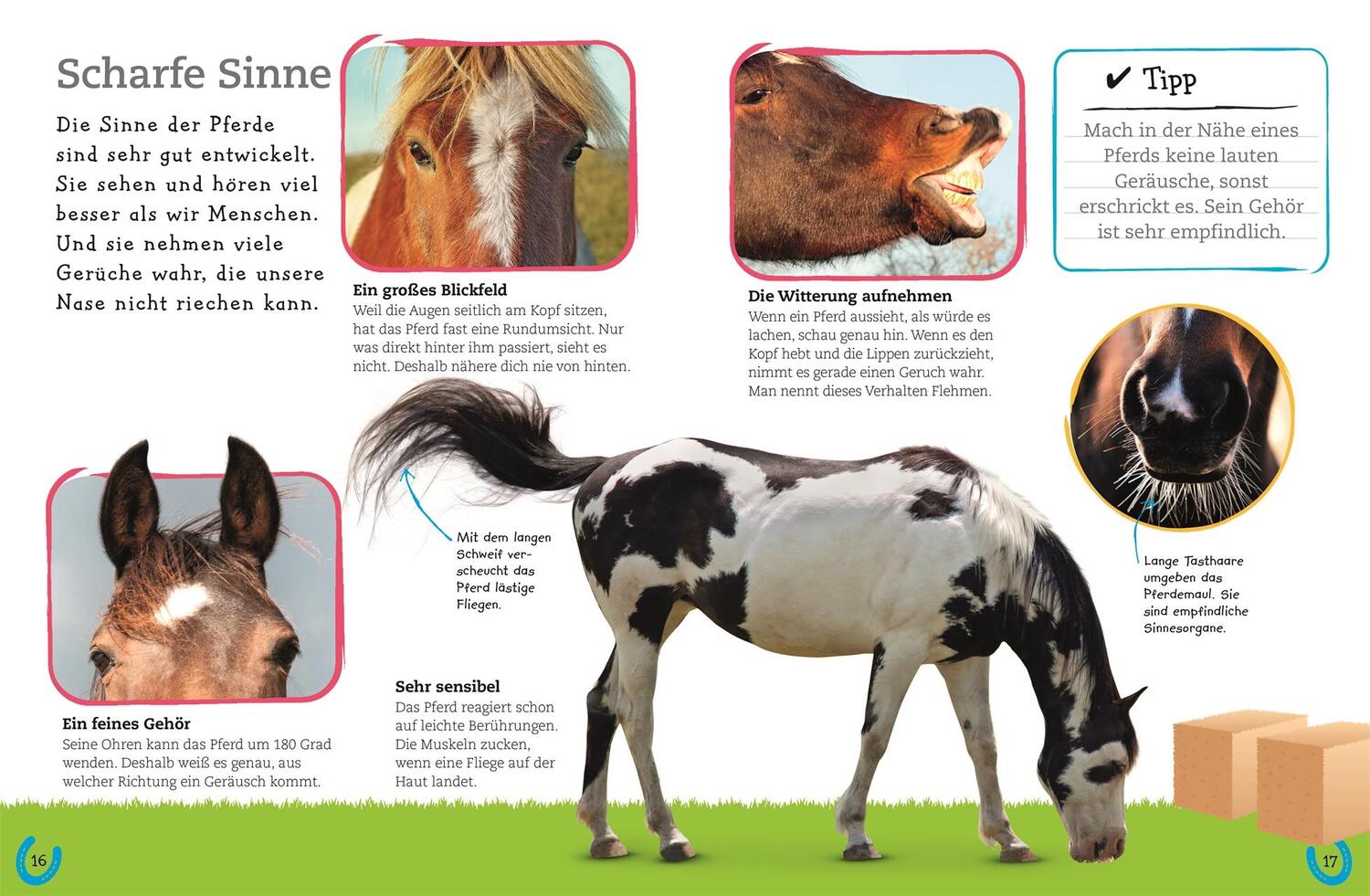 Bild: 9783831036929 | Pferde und Ponys | Alles über deine Lieblingstiere | Buch | 64 S.