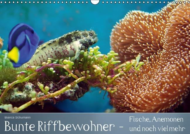 Cover: 9783660601107 | Bunte Riffbewohner - Fische, Anemonen und noch viel mehr...