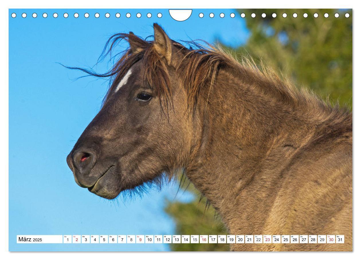 Bild: 9783435573479 | Konik - Frei geboren (Wandkalender 2025 DIN A4 quer), CALVENDO...