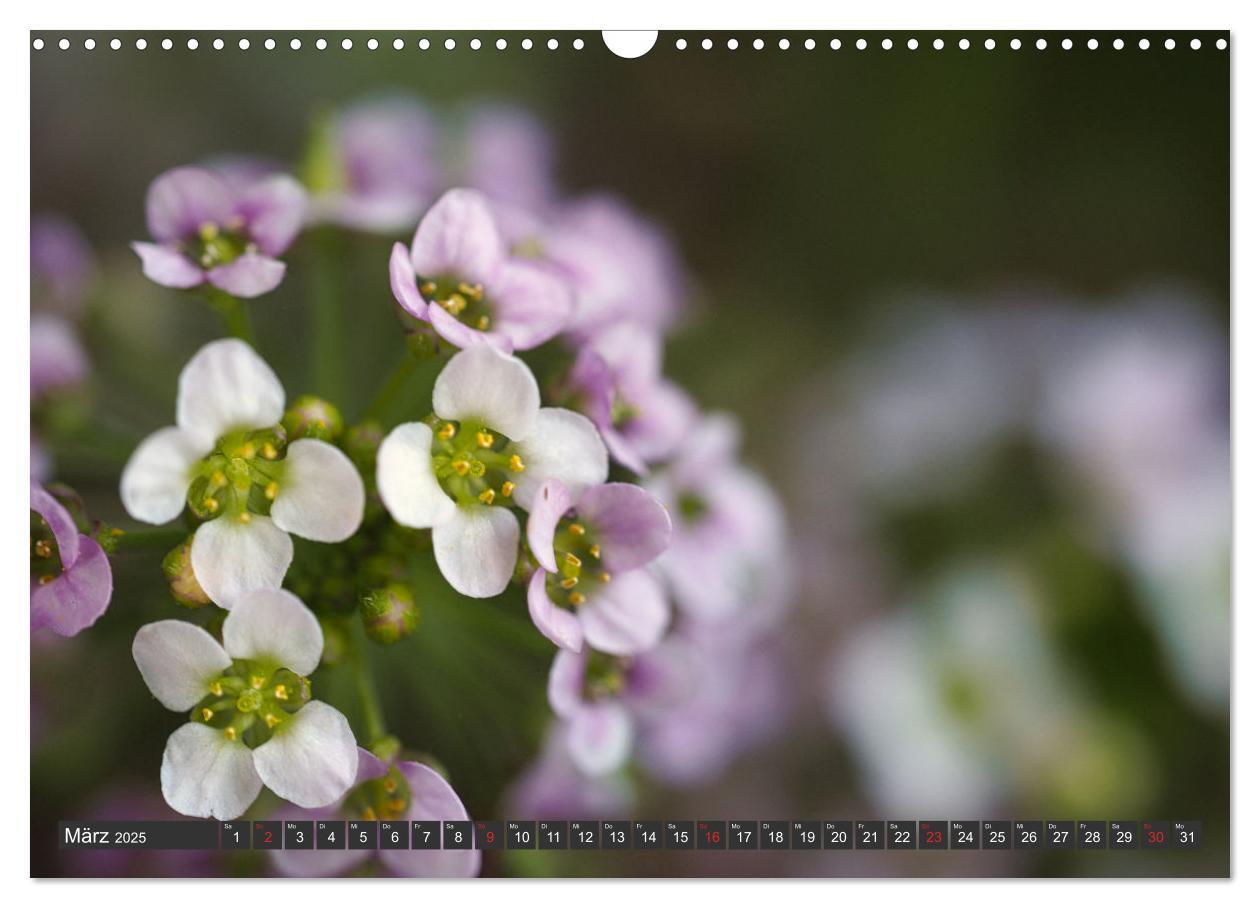 Bild: 9783383999376 | Makrowelt - Blumen und Insekten im Fokus (Wandkalender 2025 DIN A3...