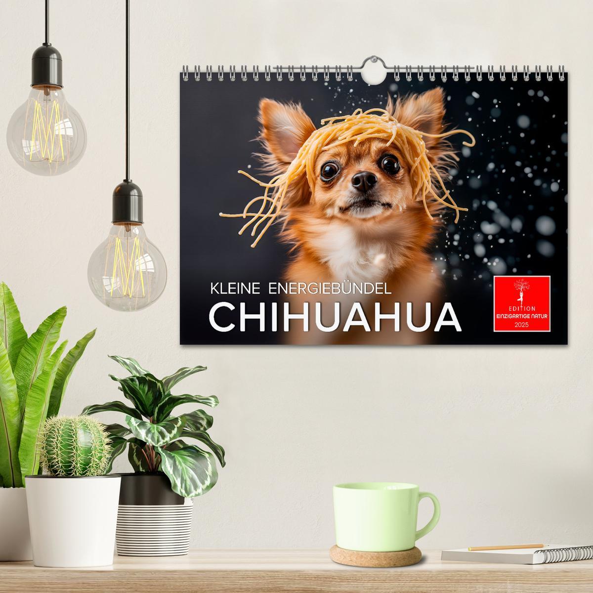 Bild: 9783457236932 | Chihuahua - kleine Energiebündel (Wandkalender 2025 DIN A4 quer),...