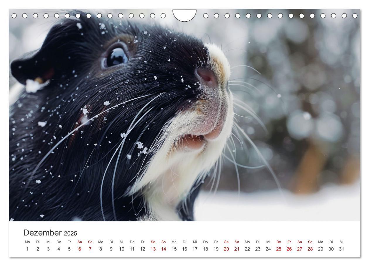 Bild: 9783383812255 | Wuschelbande - Ein Jahr voller Meerschweinchen (Wandkalender 2025...