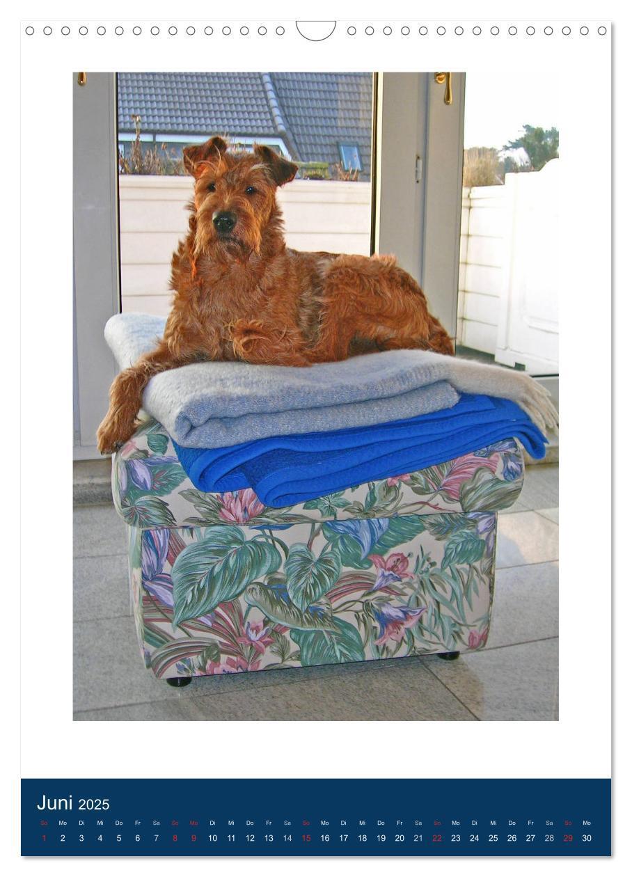 Bild: 9783435950768 | Kelly - Ein Irish Terrier macht Urlaub (Wandkalender 2025 DIN A3...