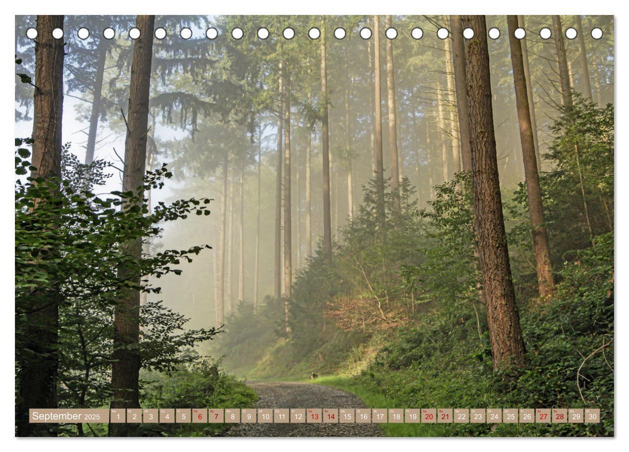 Bild: 9783383773266 | Der Wald - Ort der Ruhe und Besinnung (Tischkalender 2025 DIN A5...