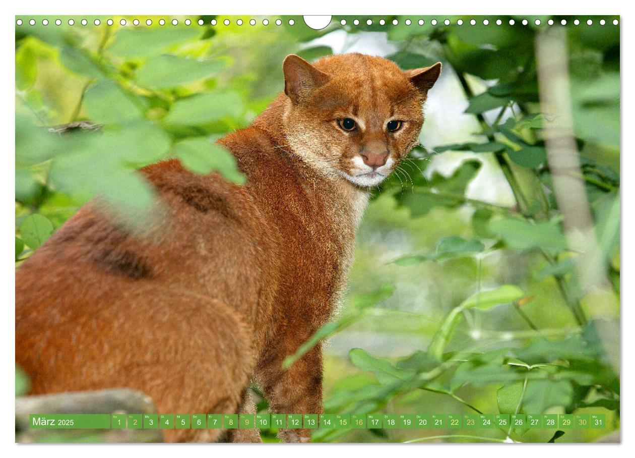 Bild: 9783435070152 | Raubkatzen: Geschmeidige Jäger (Wandkalender 2025 DIN A3 quer),...