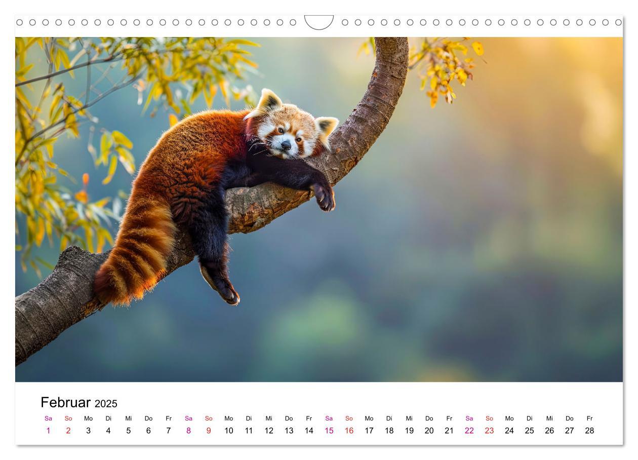 Bild: 9783457137185 | Der Rote Panda (Wandkalender 2025 DIN A3 quer), CALVENDO...