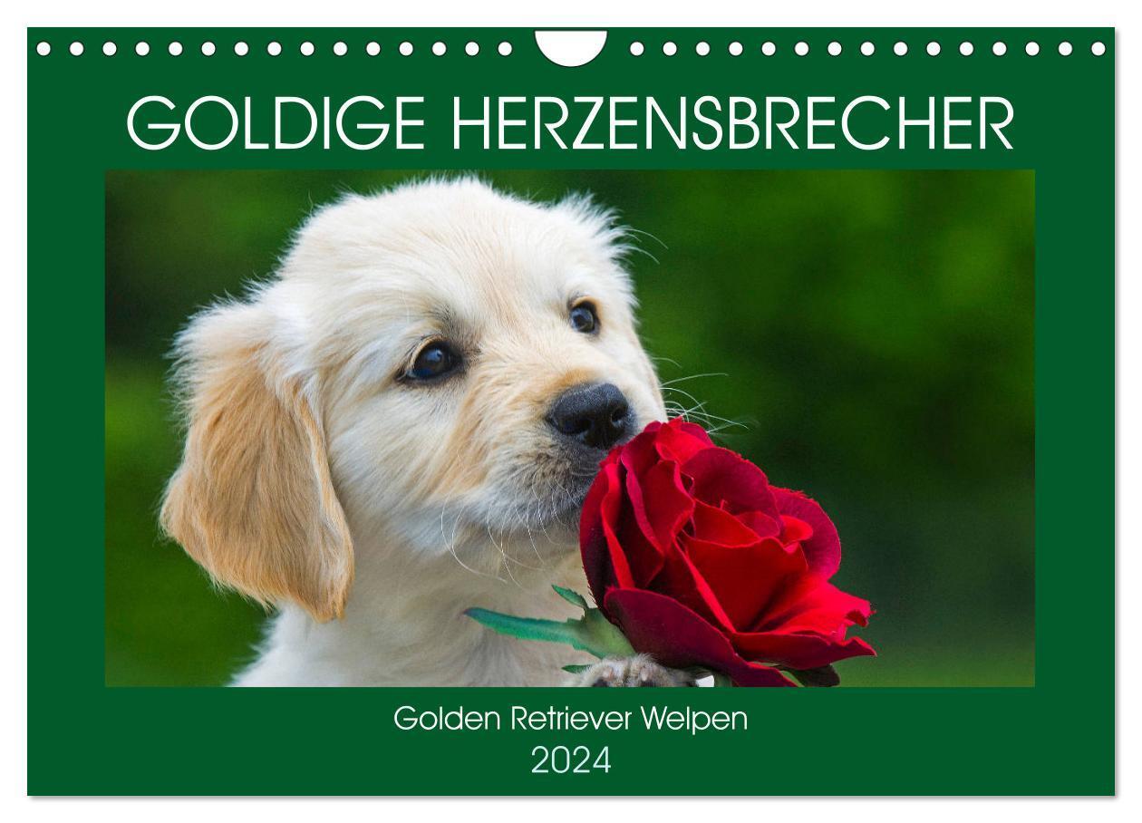 Cover: 9783675682566 | Goldige Herzensbrecher - Golden Retriever Welpen (Wandkalender 2024...