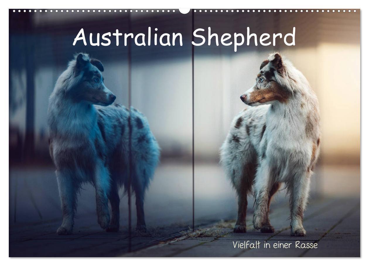 Cover: 9783675452213 | Australian Shepherd - Vielfalt in einer Rasse (Wandkalender 2024...