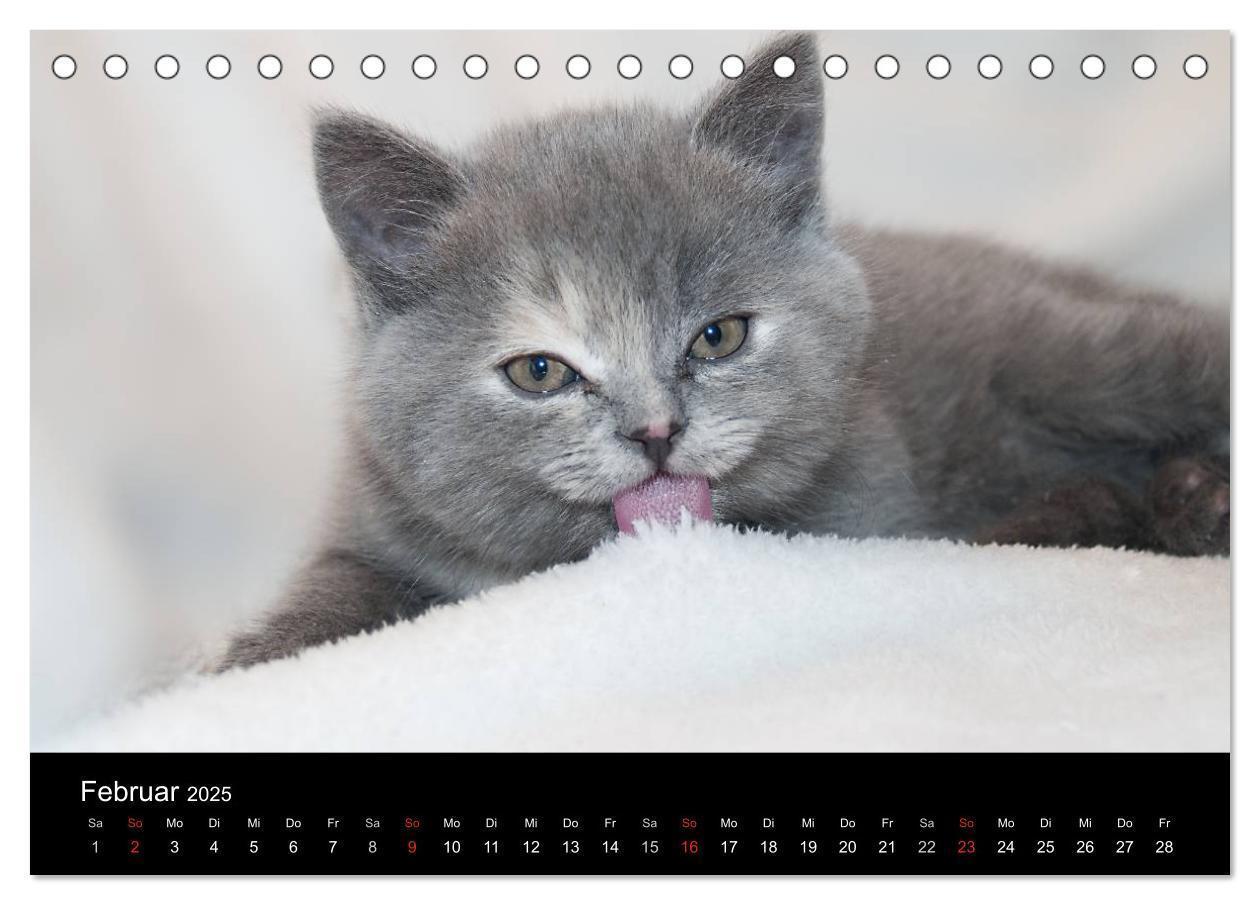 Bild: 9783435519729 | Haustiger - Ein Katzenkalender (Tischkalender 2025 DIN A5 quer),...