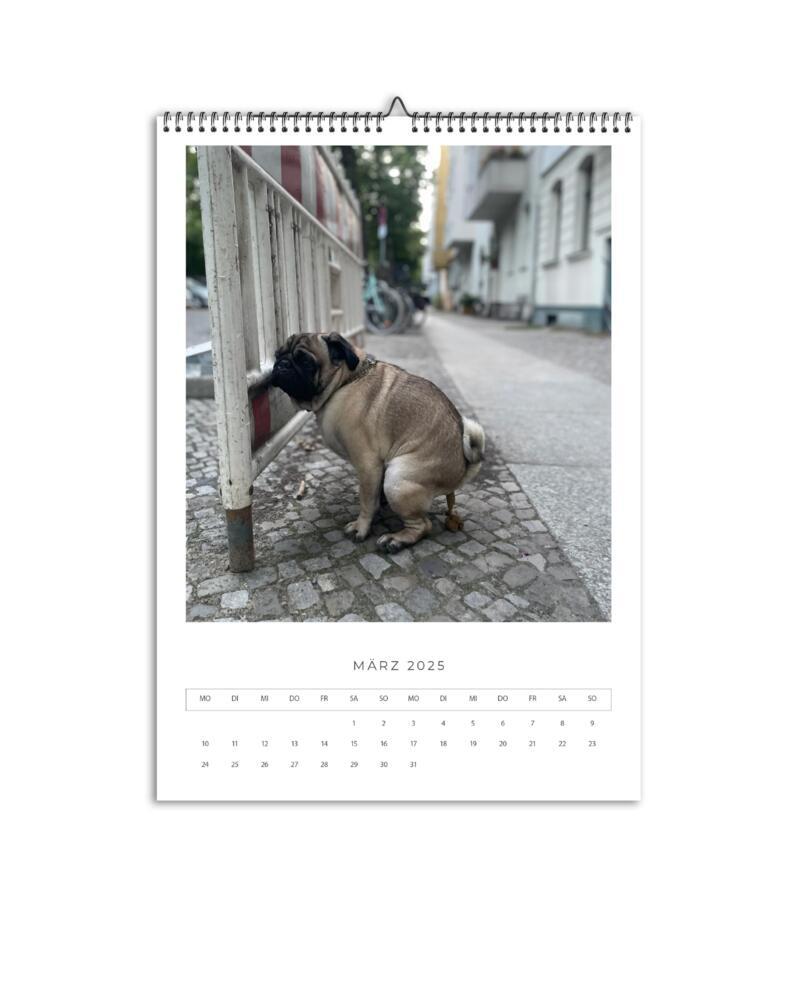 Bild: 9783690280099 | Karl der Mops | A3 Wandkalender 2025 | FelixCreative GmbH | Kalender