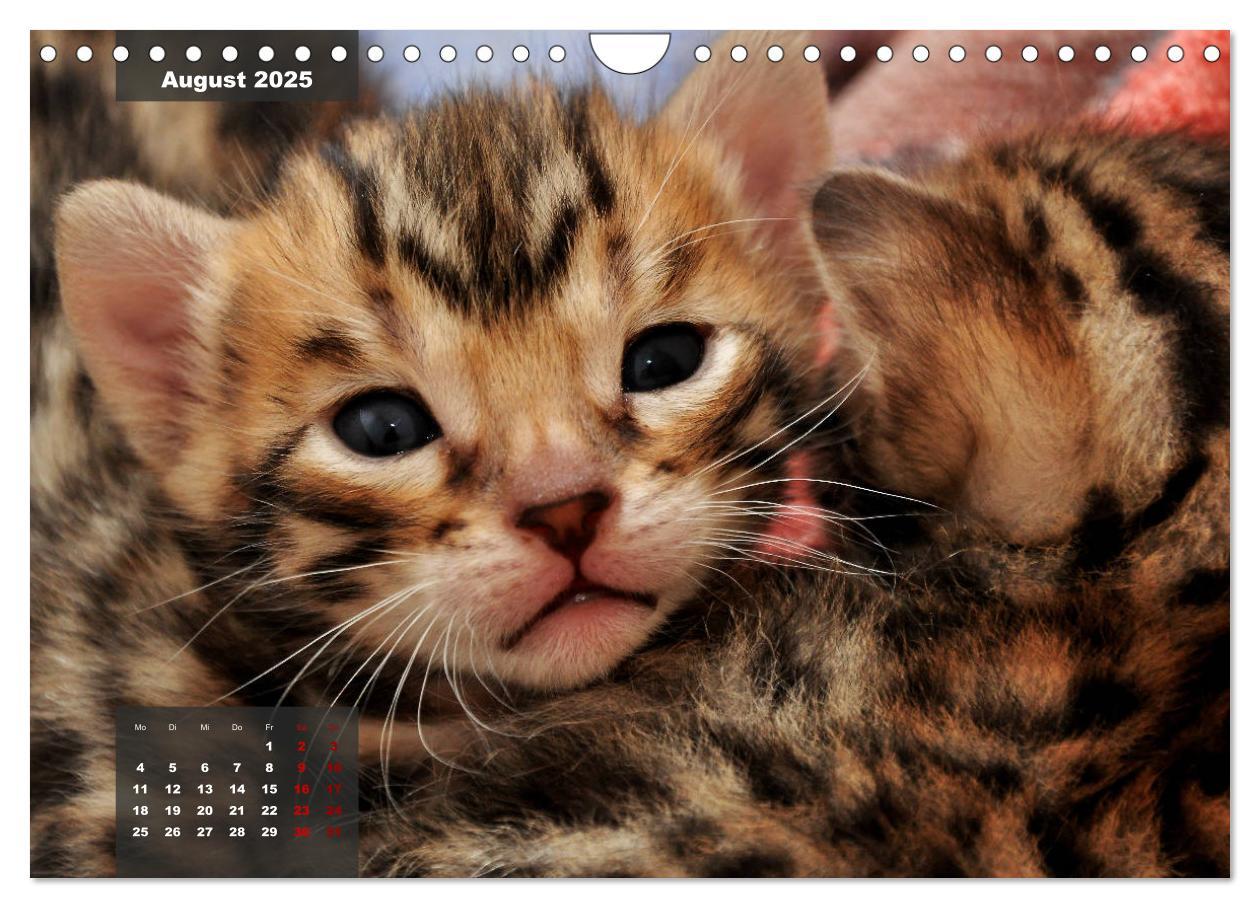 Bild: 9783435409143 | Bengal Kätzchen (Wandkalender 2025 DIN A4 quer), CALVENDO...