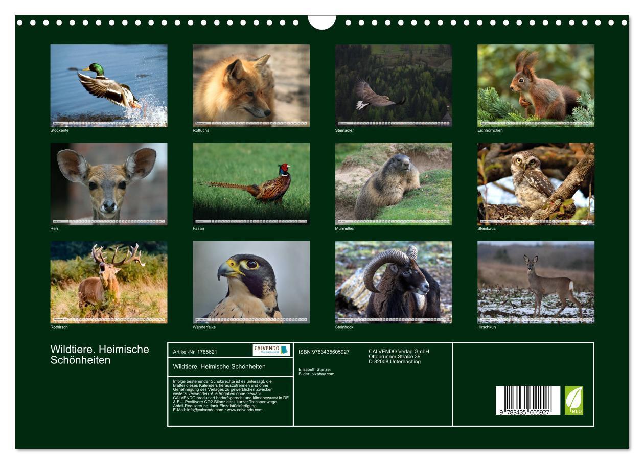 Bild: 9783435605927 | Wildtiere. Heimische Schönheiten (Wandkalender 2025 DIN A3 quer),...