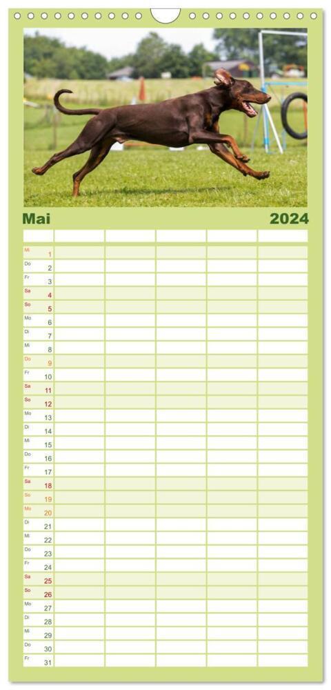 Bild: 9783383075780 | Familienplaner 2024 - Dobermann mit 5 Spalten (Wandkalender, 21 x...