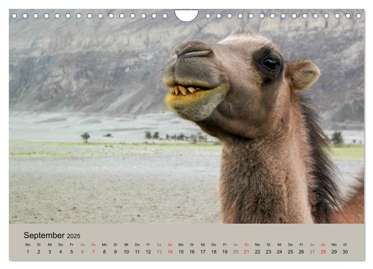 Bild: 9783435592197 | Kamel Porträt (Wandkalender 2025 DIN A4 quer), CALVENDO Monatskalender