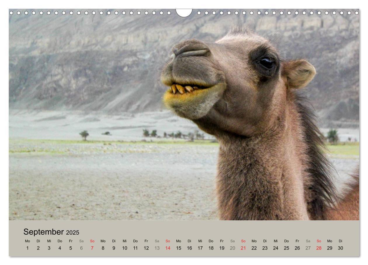 Bild: 9783435591688 | Kamel Porträt (Wandkalender 2025 DIN A3 quer), CALVENDO Monatskalender