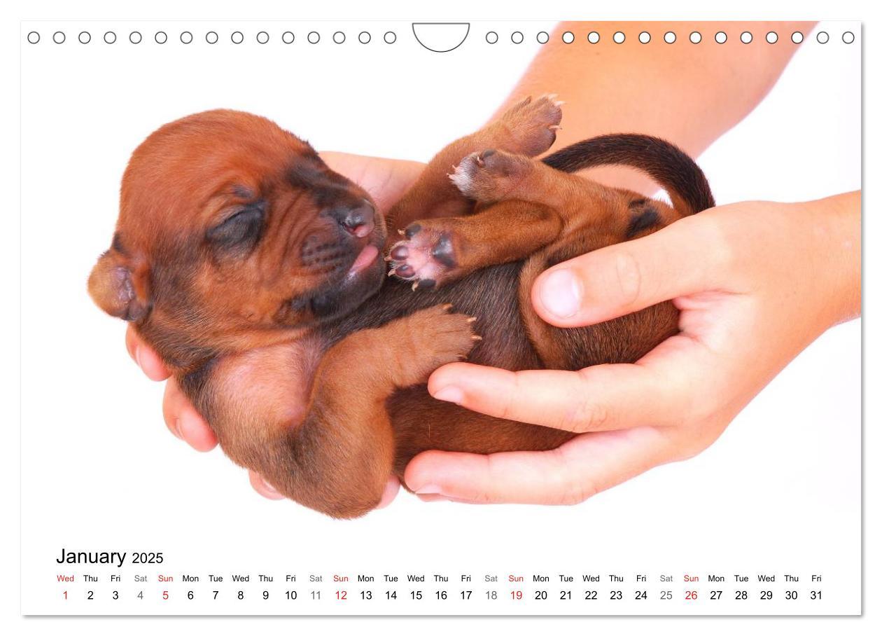 Bild: 9781325960699 | Rhodesian Ridgeback Puppies (Wall Calendar 2025 DIN A4 landscape),...