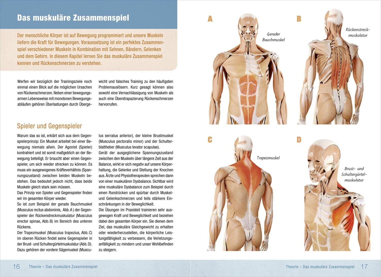 Bild: 9783957991003 | Rückentraining | Ronald Thomschke | Taschenbuch | 160 S. | Deutsch