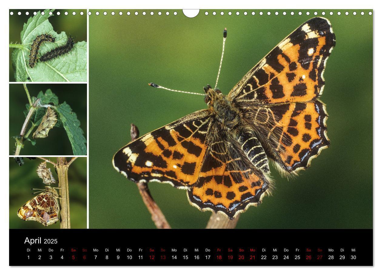 Bild: 9783435386376 | Schmetterlinge - Wunder der Verwandlung (Wandkalender 2025 DIN A3...