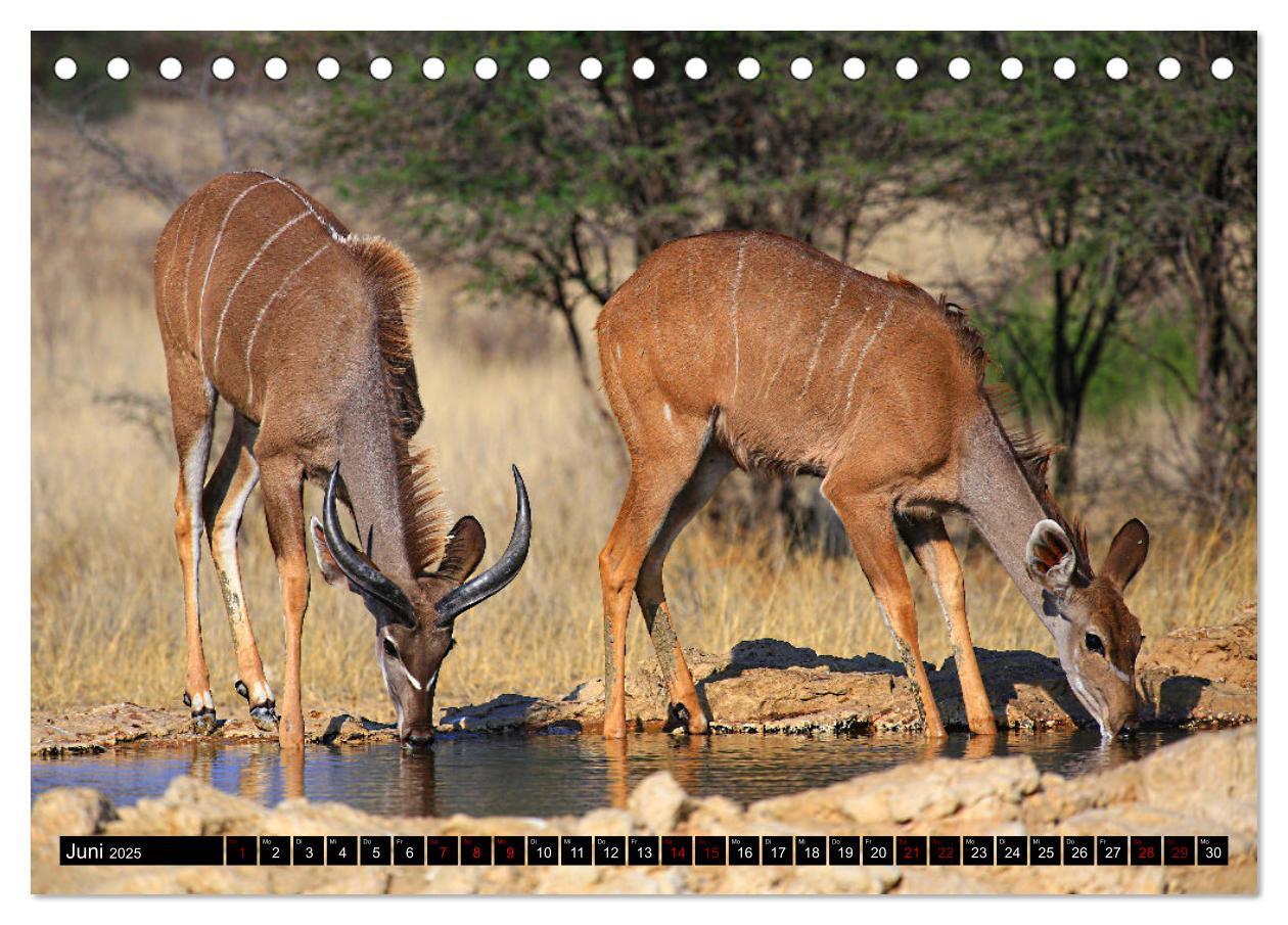 Bild: 9783383920851 | Auf Pirschfahrt im Kgalagadi Transfrontier Park (Tischkalender 2025...