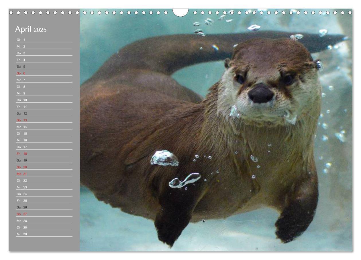 Bild: 9783435549467 | Otter. Frech, laut und clever (Wandkalender 2025 DIN A3 quer),...