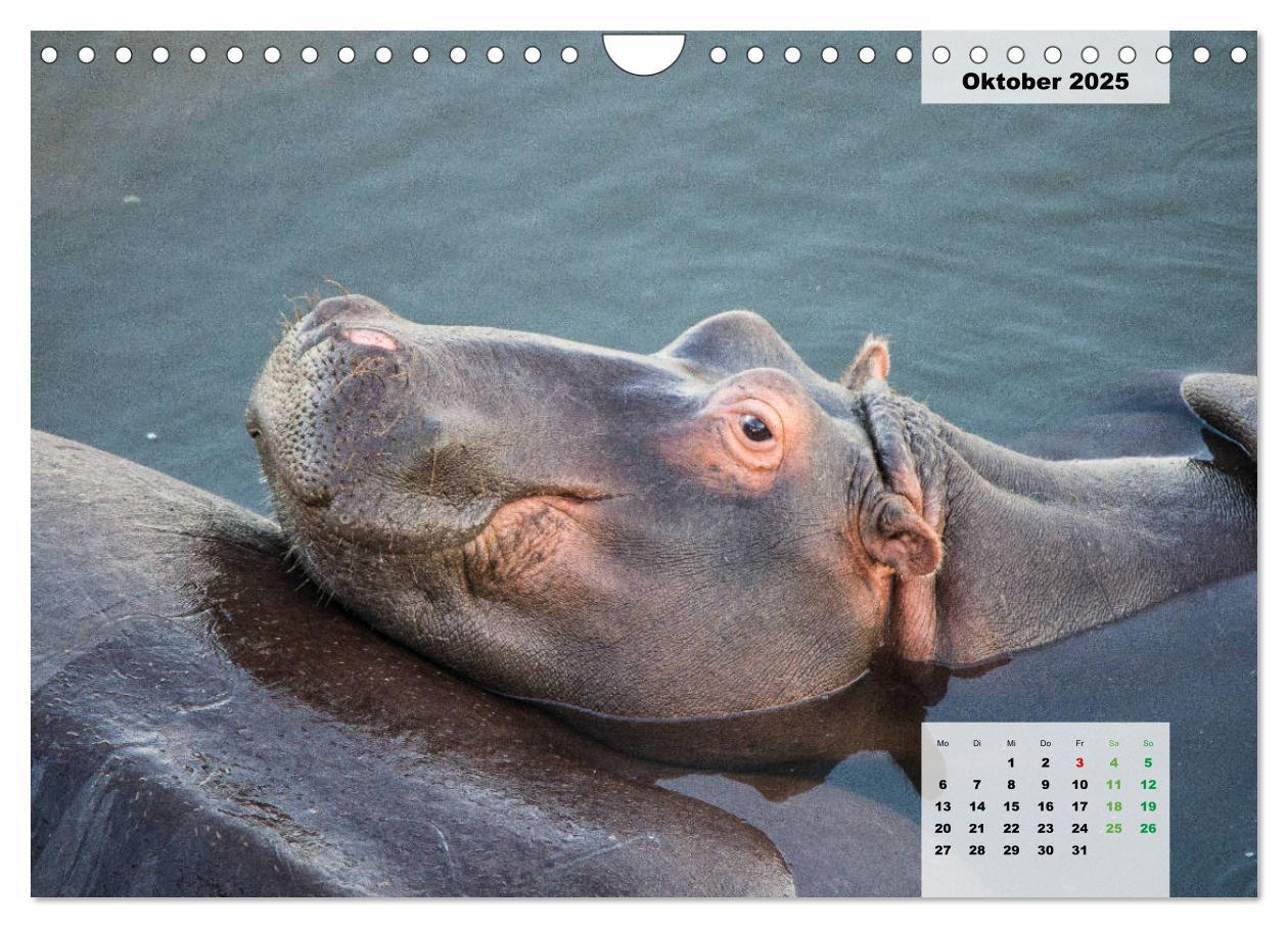 Bild: 9783435328727 | Nilpferde, Kolosse im Wasser (Wandkalender 2025 DIN A4 quer),...