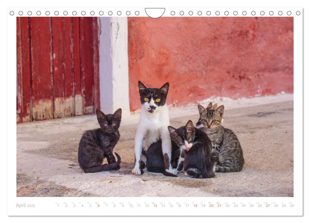 Bild: 9781325837526 | Cats of the Greek Islands (Wall Calendar 2025 DIN A4 landscape),...