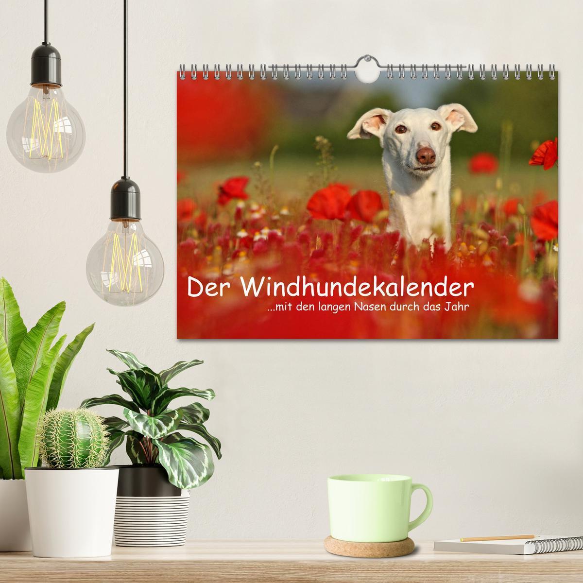 Bild: 9783435776092 | Der Windhundekalender (Wandkalender 2025 DIN A4 quer), CALVENDO...