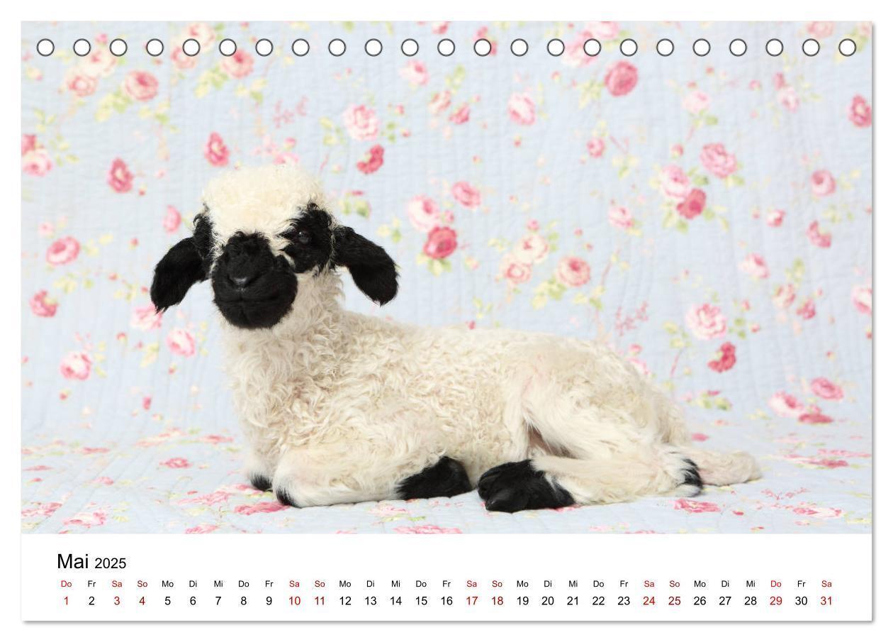 Bild: 9783435326068 | Walliser Schwarznasenschaf Valais Blacknose Sheep (Tischkalender...