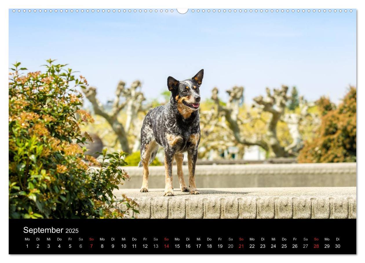 Bild: 9783435462902 | Australian Cattle Dogs zwischen Kunst und Kultur (Wandkalender 2025...