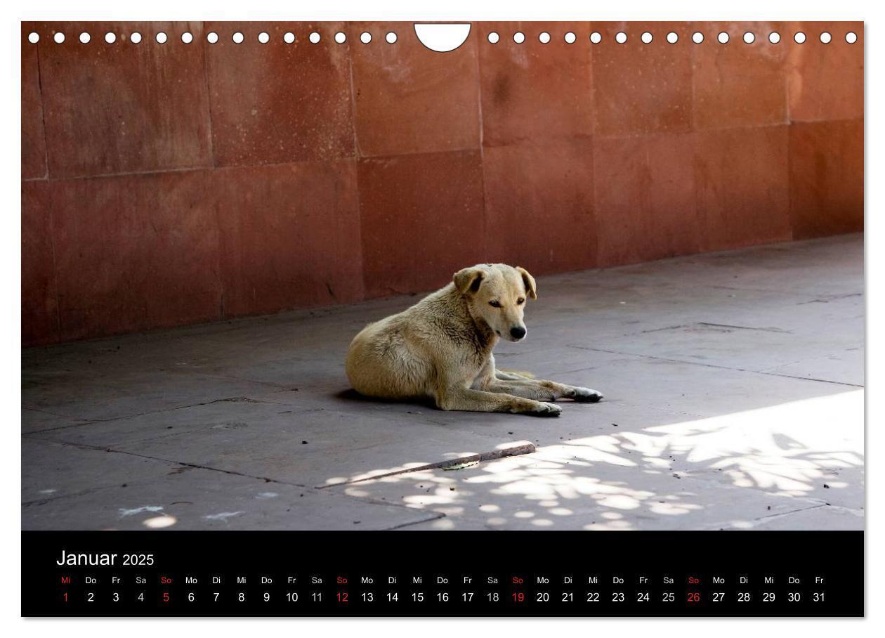 Bild: 9783435801862 | Straßenhunde (Wandkalender 2025 DIN A4 quer), CALVENDO Monatskalender