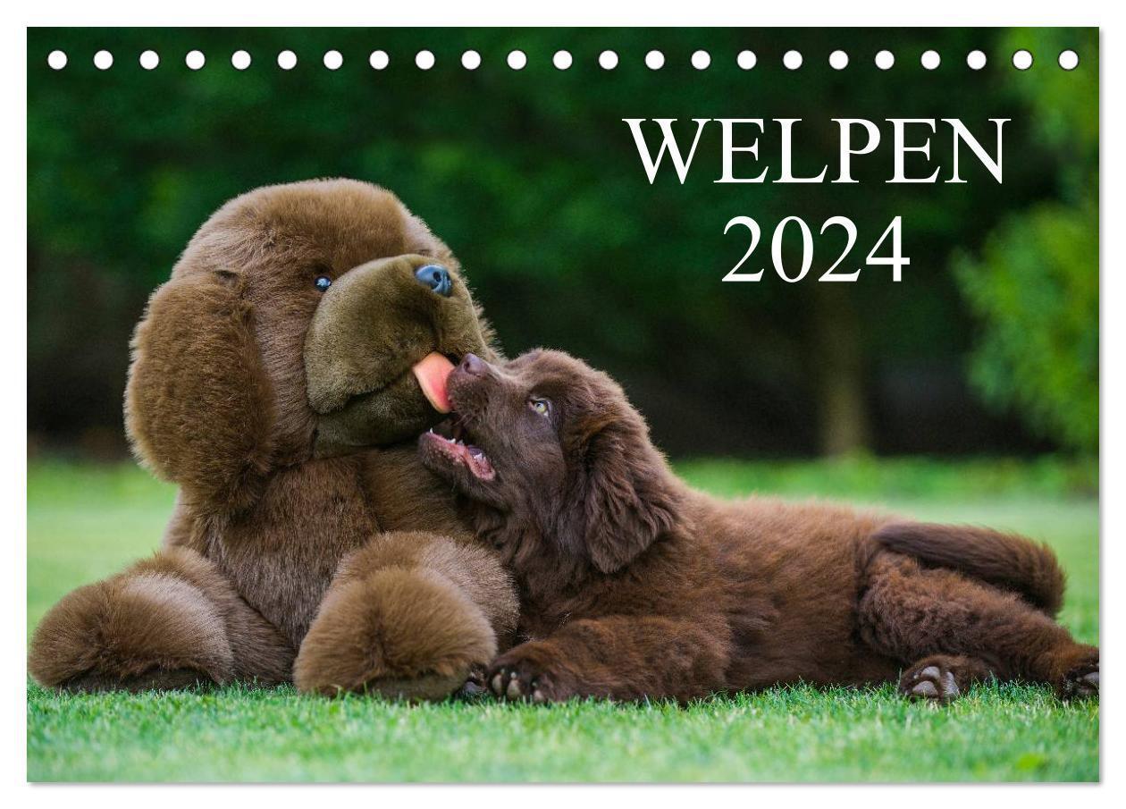 Cover: 9783383551666 | Welpen 2024 (Tischkalender 2024 DIN A5 quer), CALVENDO Monatskalender