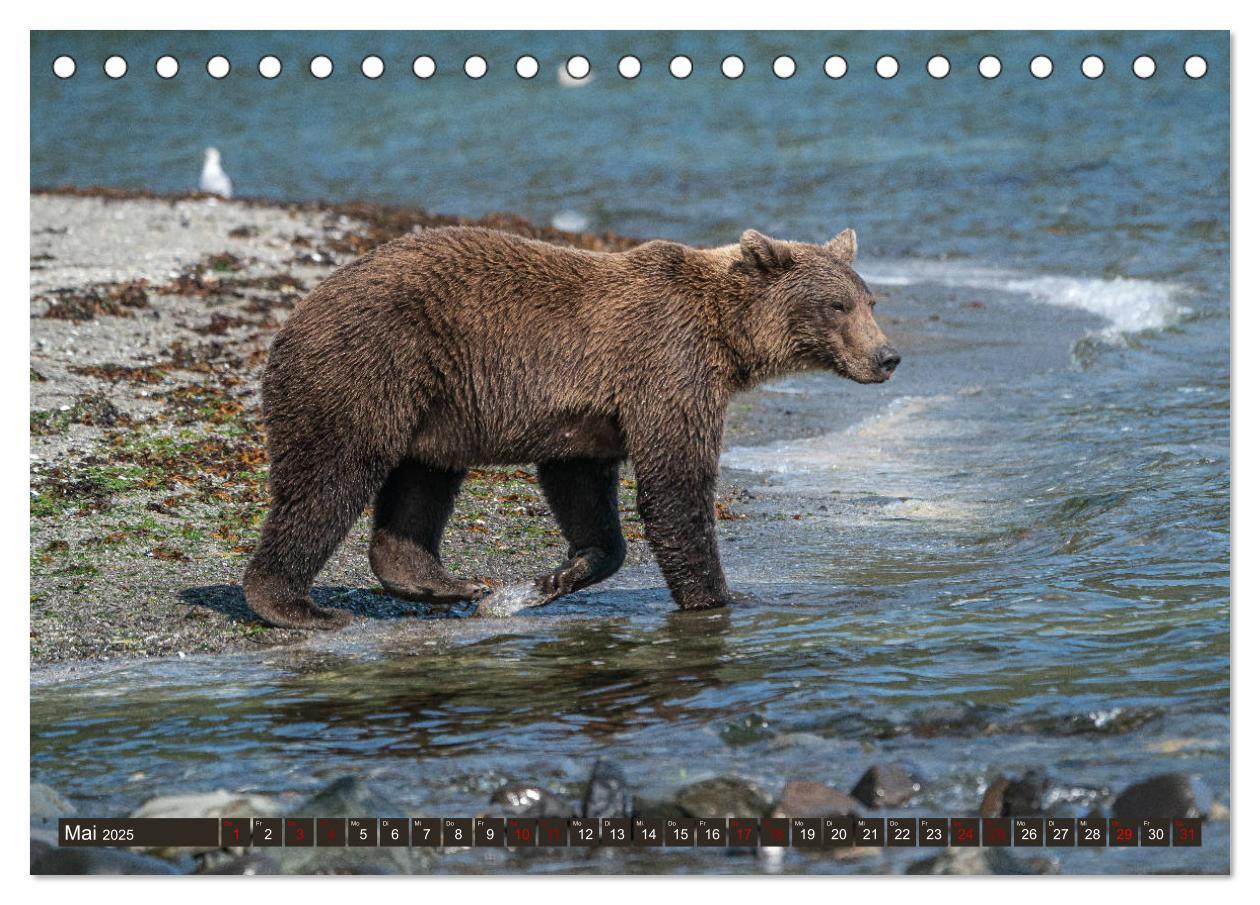 Bild: 9783435186570 | Grizzlybären im Katmai Nationalpark Alaska (Tischkalender 2025 DIN...