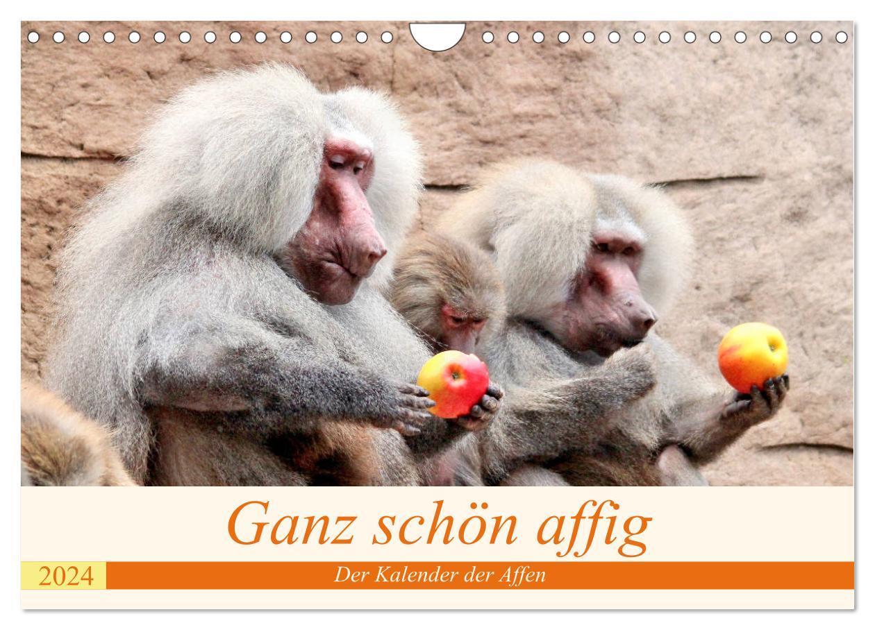 Cover: 9783383077173 | Ganz schön affig - Der Kalender der Affen (Wandkalender 2024 DIN A4...