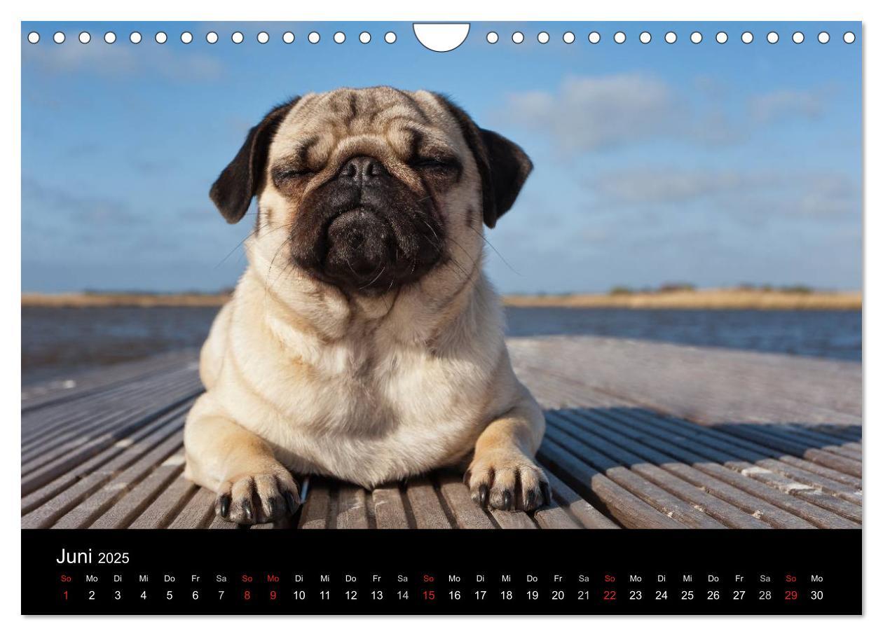 Bild: 9783435818198 | Mops 2025 (Wandkalender 2025 DIN A4 quer), CALVENDO Monatskalender