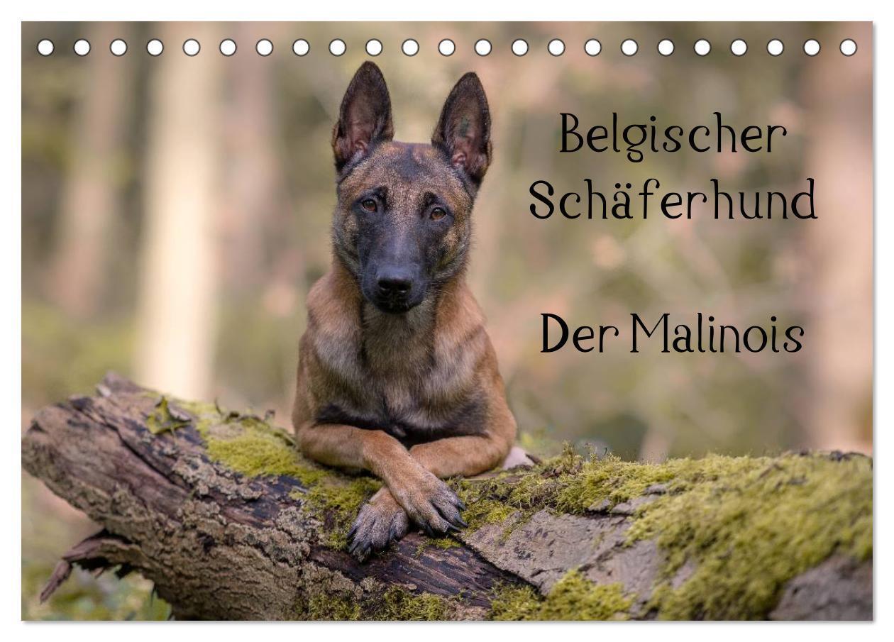 Cover: 9783675585485 | Belgischer Schäferhund - Der Malinois (Tischkalender 2024 DIN A5...