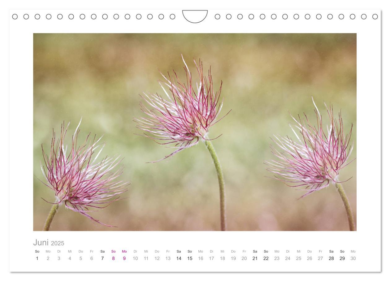 Bild: 9783435458745 | Blumen zart und schön (Wandkalender 2025 DIN A4 quer), CALVENDO...