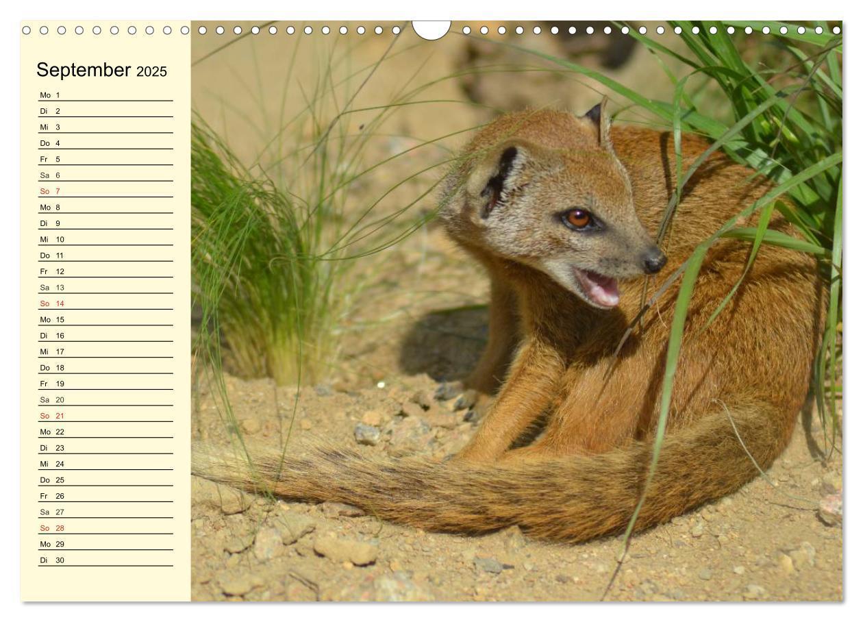 Bild: 9783435493722 | Afrika. Tiere in freier Wildbahn (Wandkalender 2025 DIN A3 quer),...