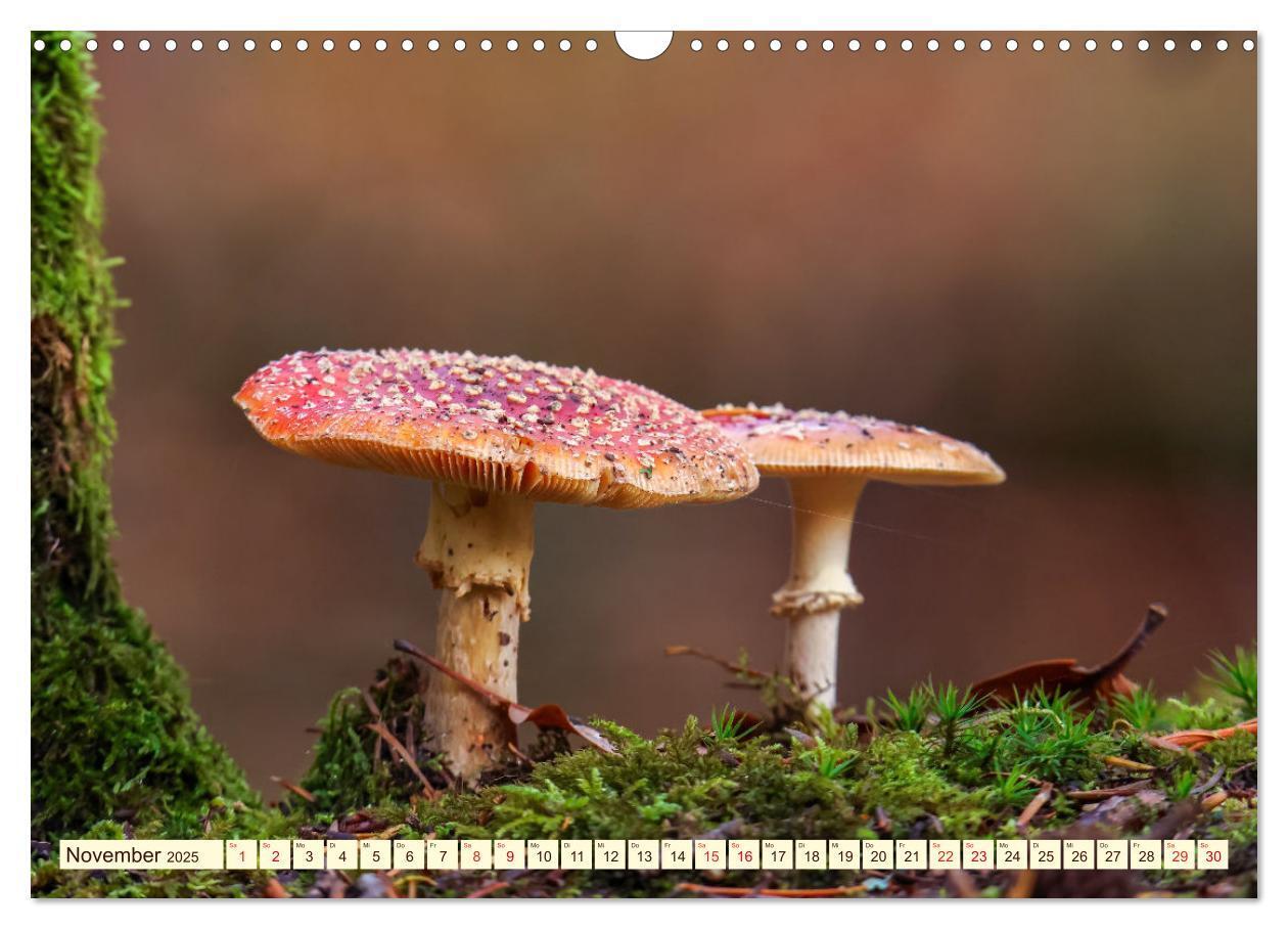 Bild: 9783457196519 | Die Welt der Fliegenpilze (Wandkalender 2025 DIN A3 quer), CALVENDO...