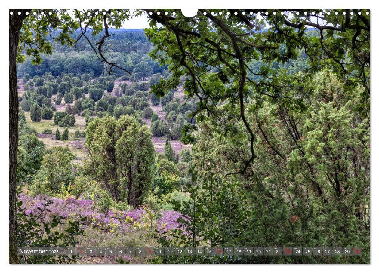 Bild: 9783383851728 | Die Lüneburger Heide - In voller Blüte (Wandkalender 2025 DIN A3...