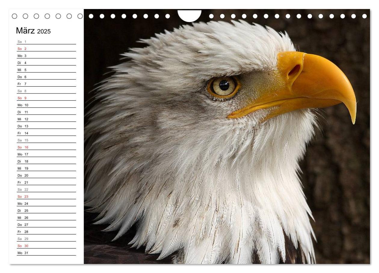 Bild: 9783435533145 | Der Weißkopfseeadler (Wandkalender 2025 DIN A4 quer), CALVENDO...